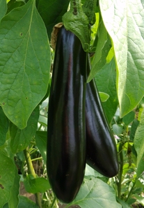 斯麦尔