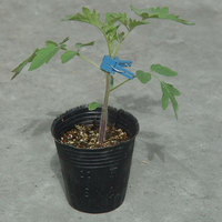 TT-101